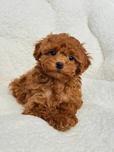 Elizabeth Female Toy/Mini Poodle