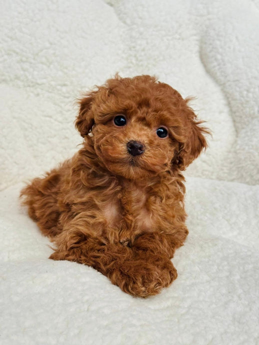 Elizabeth Female Toy/Mini Poodle