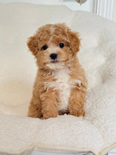 Load image into Gallery viewer, Noah Male Toy Poodle
