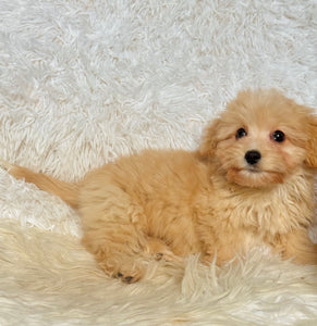 Mason Toy/Mini Maltipoo