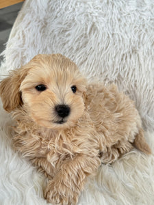 Nozawa Male Toy Maltipoo