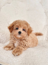 Load image into Gallery viewer, Cookie Male Toy Maltipoo