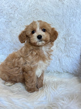 Load image into Gallery viewer, Charlie Male Toy Maltipoo