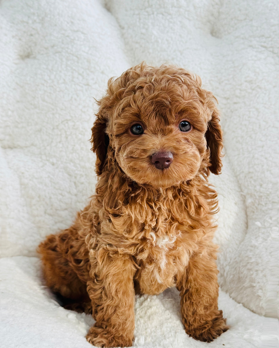 Rusty Male Mini Cockapoo (reserved) – Puppocino & Co.