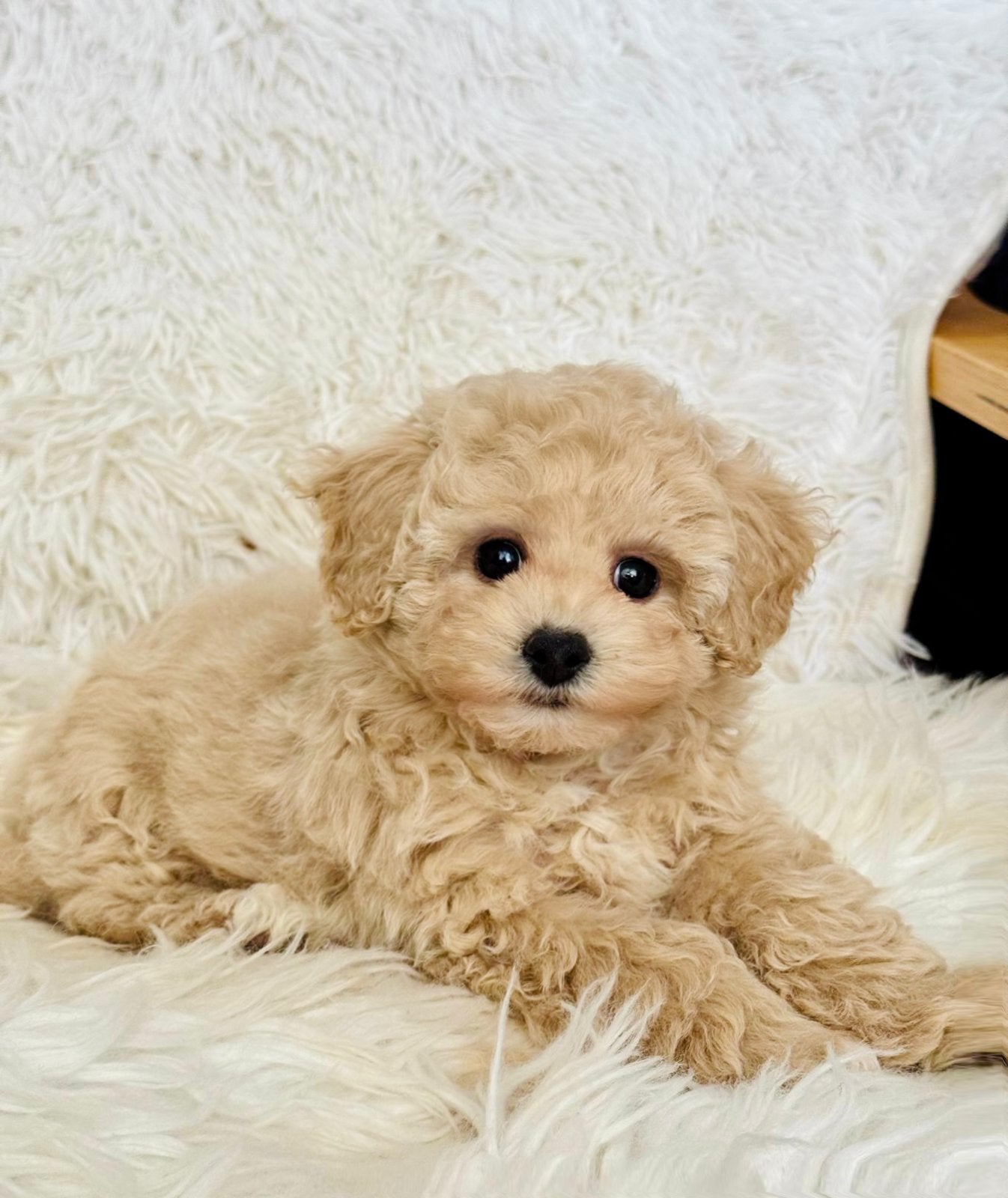 Nova Female Toy/Mini Maltipoo