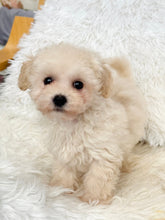 Load image into Gallery viewer, Harry Male Toy Maltipoo