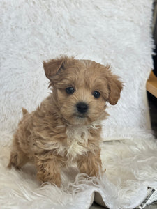 Tohoku Male Tiny Toy Maltipoo