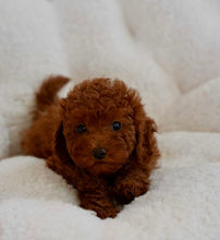 Cargar imagen en el visor de la galería, Prince Male Toy Poodle