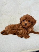 Load image into Gallery viewer, Elizabeth Female Toy/Mini Poodle