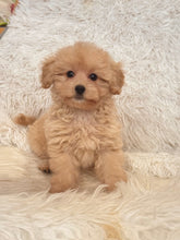 Load image into Gallery viewer, Maria Female Toy/Mini Maltipoo