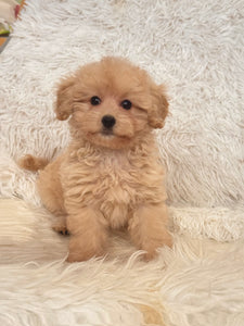 Maria Female Toy/Mini Maltipoo