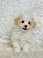 Load image into Gallery viewer, Bentley Male Toy Maltipoo