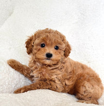 Charger l'image dans la galerie, Natalie Female Mini Poodle