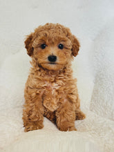 Cargar imagen en el visor de la galería, Riley Female Mini Poodle