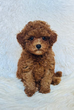 Load image into Gallery viewer, Rosie Female Toy Poodle