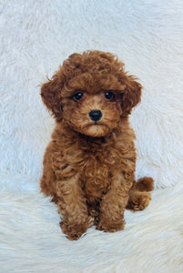 Rosie Female Toy Poodle