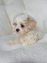 Load image into Gallery viewer, Benny Male Toy Maltipoo