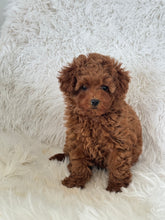 Load image into Gallery viewer, Yumi Female Teacup Poodle