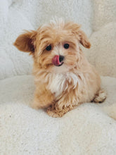 Load image into Gallery viewer, Opalite Female Toy Maltipoo