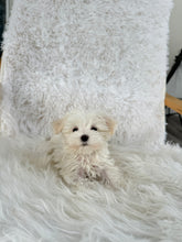 Load image into Gallery viewer, Keiko Female Toy Maltese