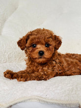 Load image into Gallery viewer, Danny Male Mini Poodle