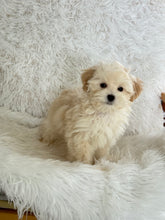 Load image into Gallery viewer, Homer Male Toy Maltipoo