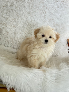 Homer Male Toy Maltipoo
