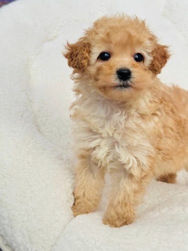 Luna Female Toy/Mini Poodle