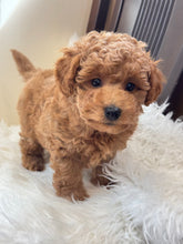 Cargar imagen en el visor de la galería, Tala Female Mini Poodle