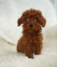 Load image into Gallery viewer, Momo Female Toy Poodle