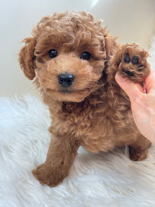 Tala Female Mini Poodle