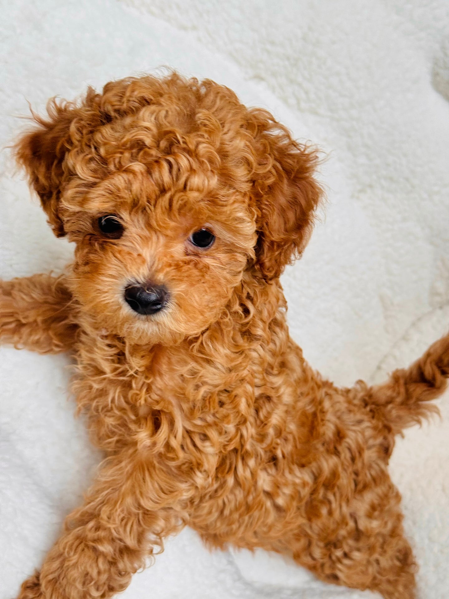 Buddy Male Toy/Mini Poodle