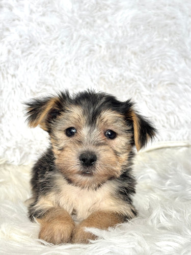 Boris Male Toy Morkie