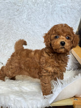 Load image into Gallery viewer, Ollie Male Mini Poodle