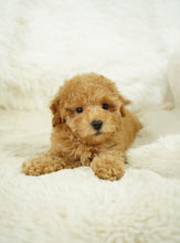 Load image into Gallery viewer, Bobby Male Tiny Toy Poodle