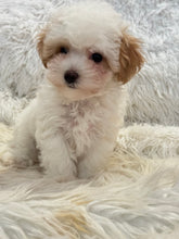 Load image into Gallery viewer, Summer Female Tiny Toy Maltipoo