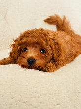 Load image into Gallery viewer, Thor Male Toy/Mini Poodle