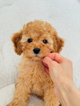 Load image into Gallery viewer, Jasper Male Toy/Mini Poodle