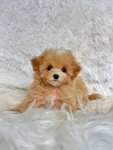 Load image into Gallery viewer, Monty Male Toy Maltipoo