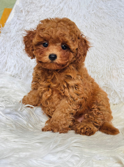 Sara Female Toy/Mini Poodle