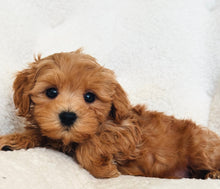 Charger l'image dans la galerie, Elina Female Toy Maltipoo