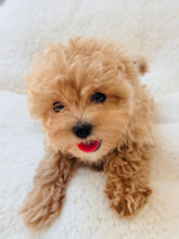 Load image into Gallery viewer, Boomer Male Toy Maltipoo