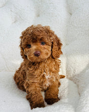 Load image into Gallery viewer, Rusty Male Mini Cockapoo (reserved)