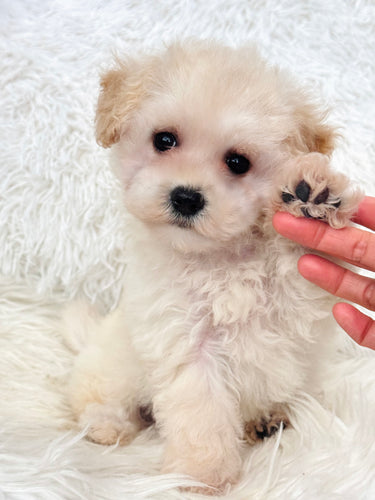 Savannah Female Toy Maltipoo