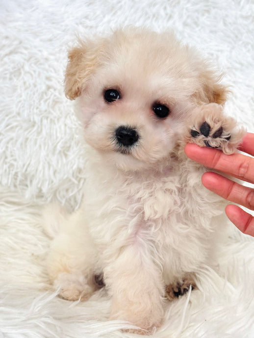 Savannah Female Toy Maltipoo