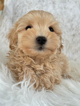 Load image into Gallery viewer, Nozawa Male Toy Maltipoo