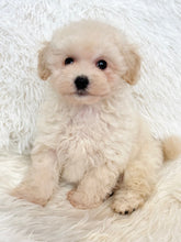 Load image into Gallery viewer, Harry Male Toy Maltipoo