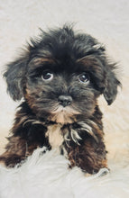 Load image into Gallery viewer, Lizzie Female Toy Morkie