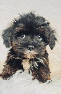 Lizzie Female Toy Morkie