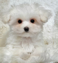 Load image into Gallery viewer, Snowball Male Tiny Toy Maltese